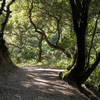 Forest in Briones Regional Park.