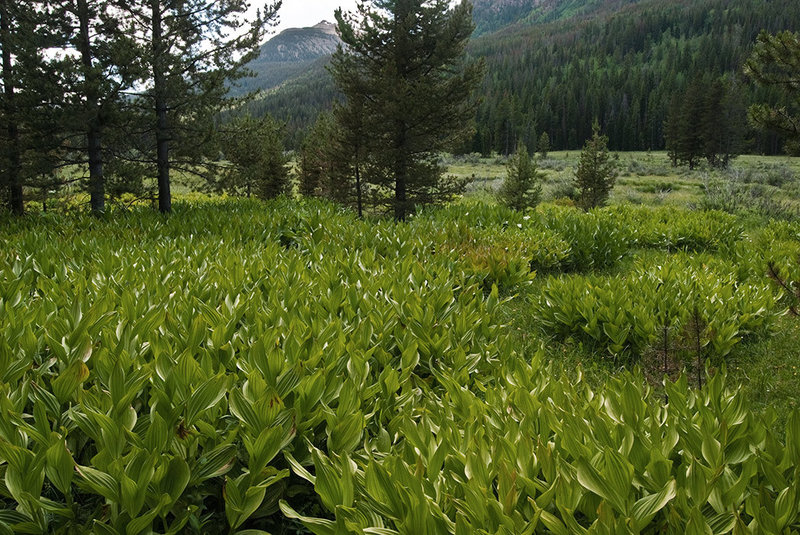 False hellbore along the Stillwater Trail (Christmas Meadows). with permission from Ralph Maughan