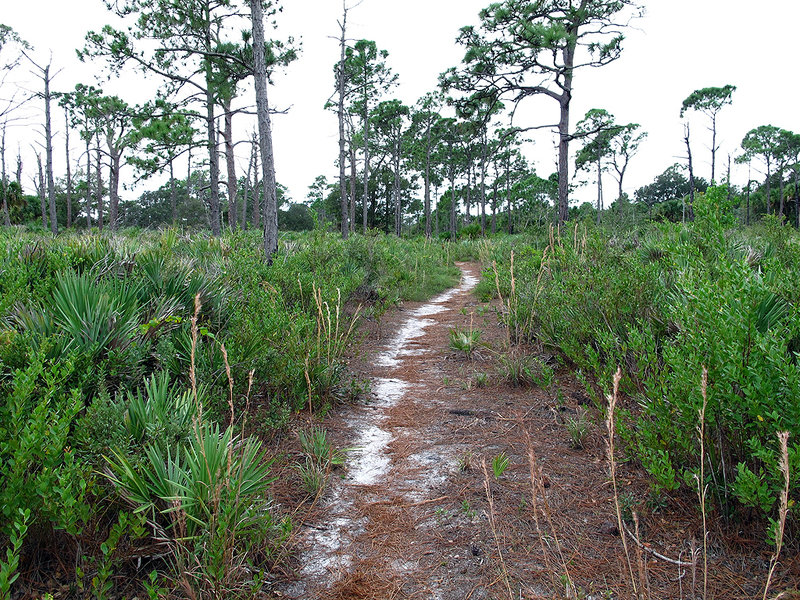 Trail through the brush. with permission from Tom Choma tomchoma.com