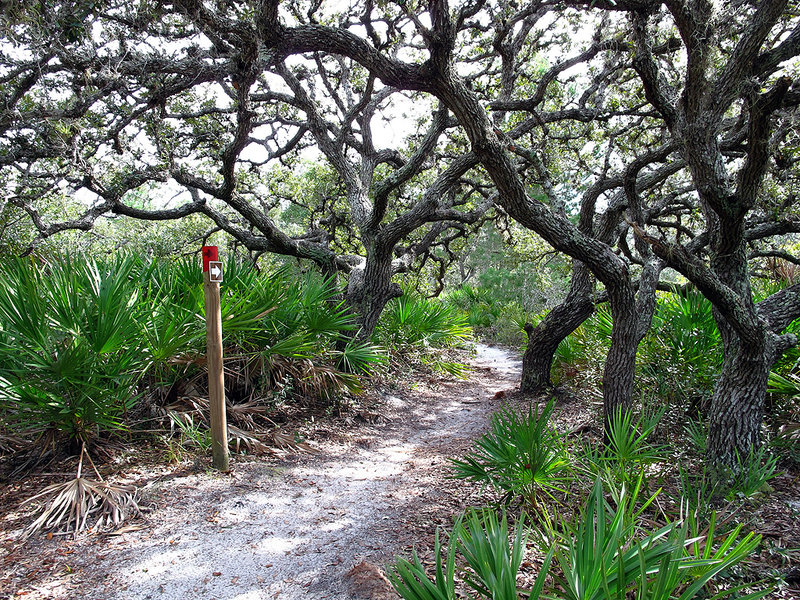 Red Blazed Trail. with permission from Tom Choma tomchoma.com