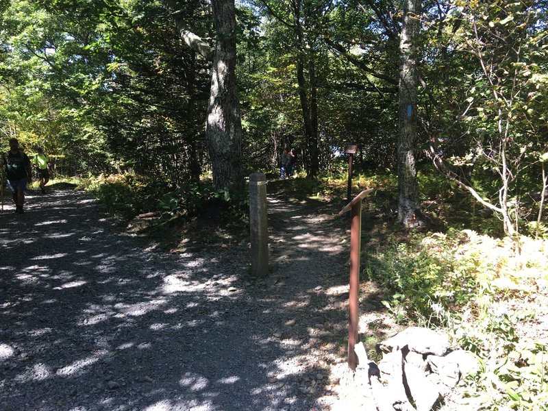 Trail Intersection: Upper Hawksbill Trail and Salamander Trail.