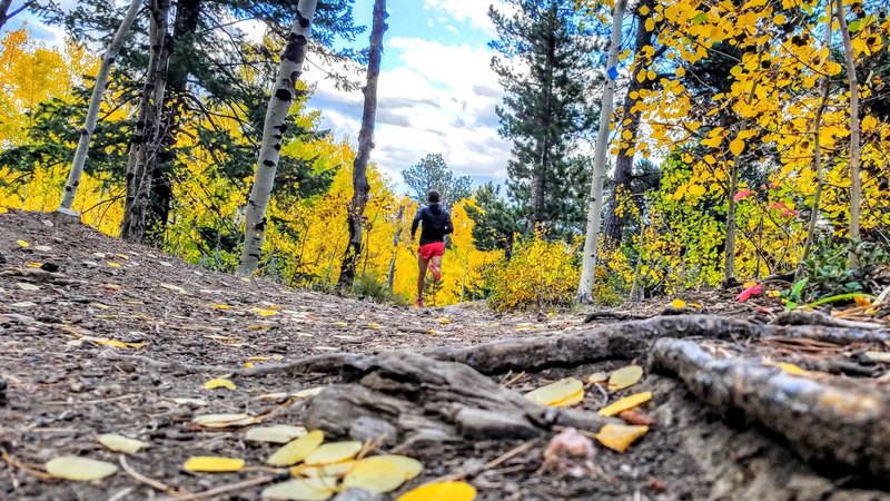 The leaves have turned and provide a golden backdrop around the loop.