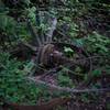 Old farm equipment sits rusting off to the side of the trail.