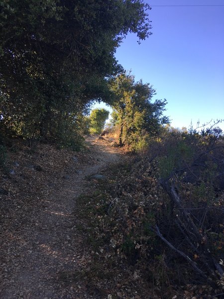 The trail as it leads to to a vista where you get great views of the bay area.