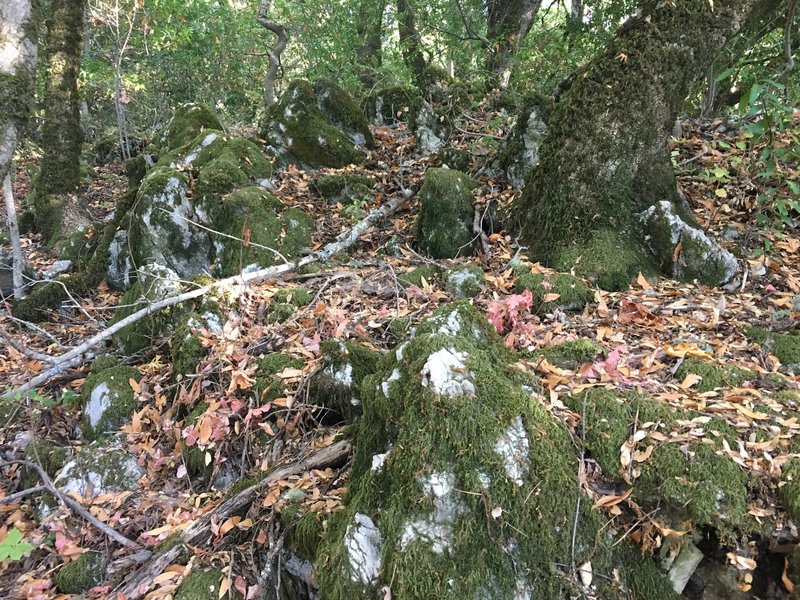 Moss covered rocks line the trail in this section.