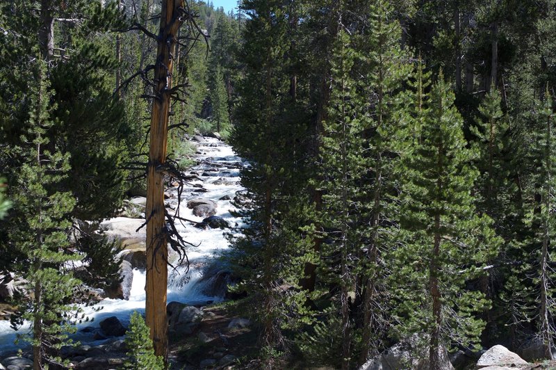 The trail rises above the Dana Fork of the Tuolumne River in the Spring.