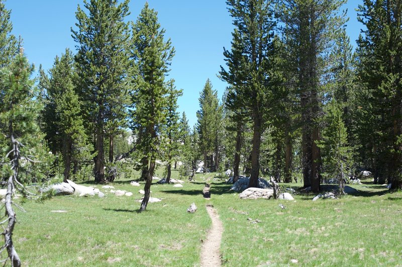 The trail narrows as it approaches the lake.  The trees begin to thin and more rocks appear.