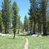 The trail narrows as it approaches the lake.  The trees begin to thin and more rocks appear.