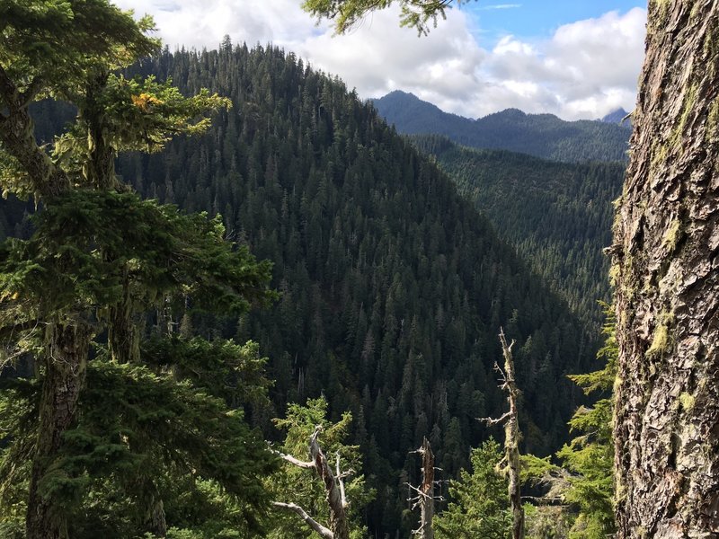 The summit of copper creek trail. Forested ridge prevents majestic views.