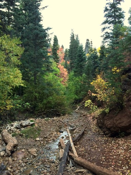 The iridescent retinal experience of the trail during a fall evening on Grotto Trail