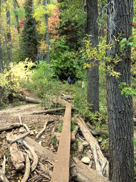 The log bridges that criss-cross the driftwood and stream.  Fantastic colors as well!