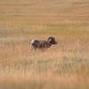 Big Horn in Badlands