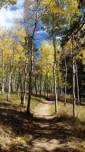 Aspen grove on Mason Creek Trail.
