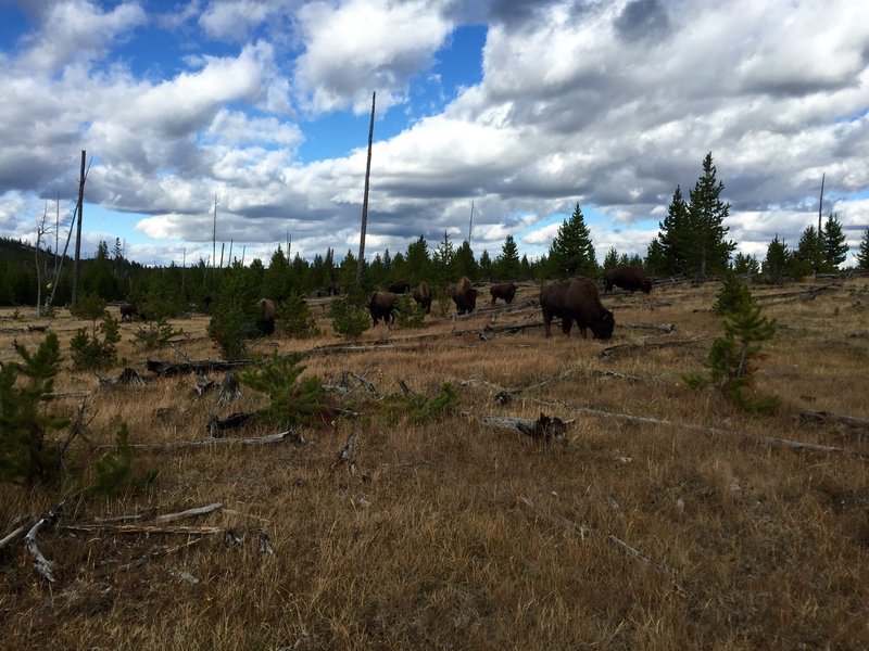 A herd of bison grazing on the Sentinel Meadows Trail.