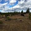 A herd of bison grazing on the Sentinel Meadows Trail.