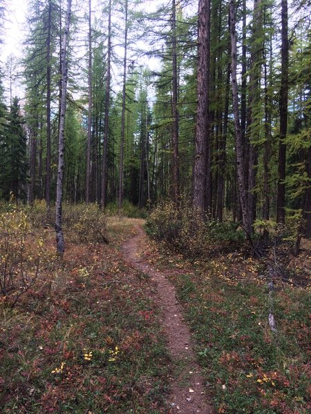 Singletrack trail