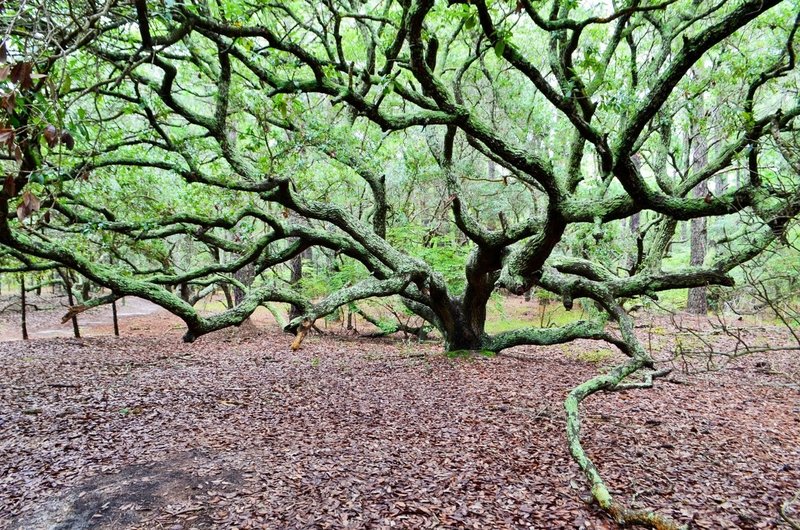 Live Oak along Maritime Forest Trail with permission from Justin P