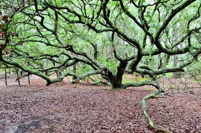 Live Oak along Maritime Forest Trail with permission from Justin P