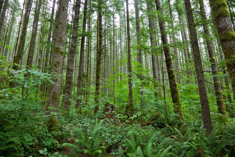 Along the trail to Rattlesnake Ledge.