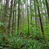 Along the trail to Rattlesnake Ledge.