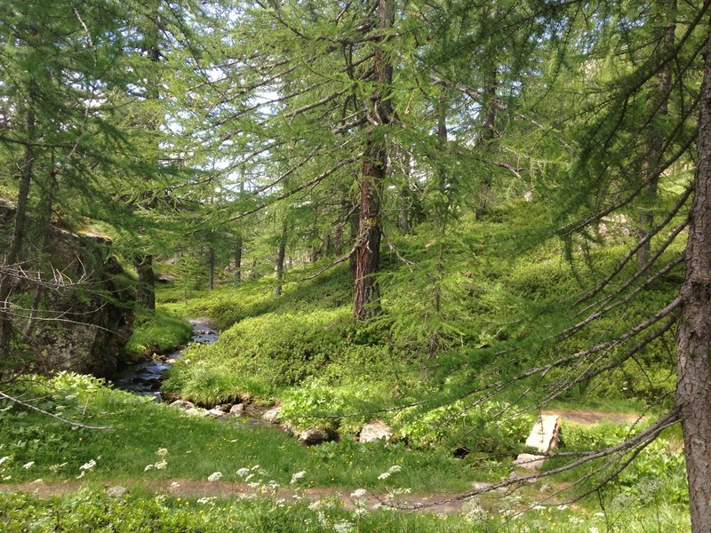 There are many rivers that feed the lake and make all the woods a bright green color.