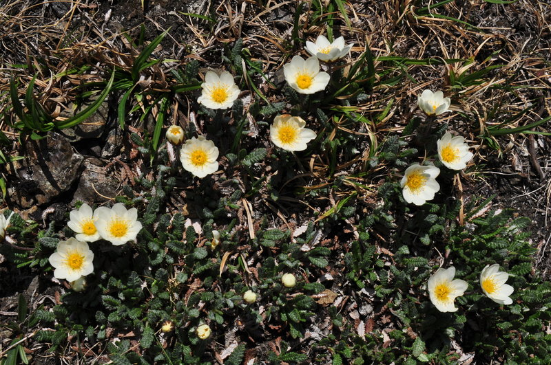 Wildflowers along the trail.