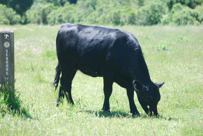 The type of "wildlife" you may encounter in the park.