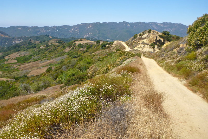 Eagle Springs Fire Road, Topanga State Park, CA. with permission from laollis