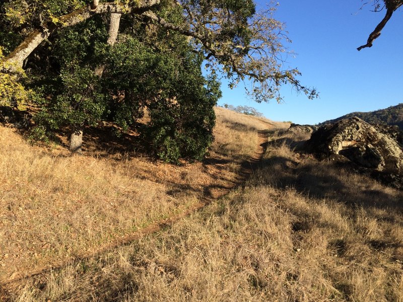 Nice example of the Grizzly Gulch Trail.