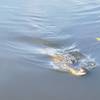One of the local alligators frequenting the boardwalk.