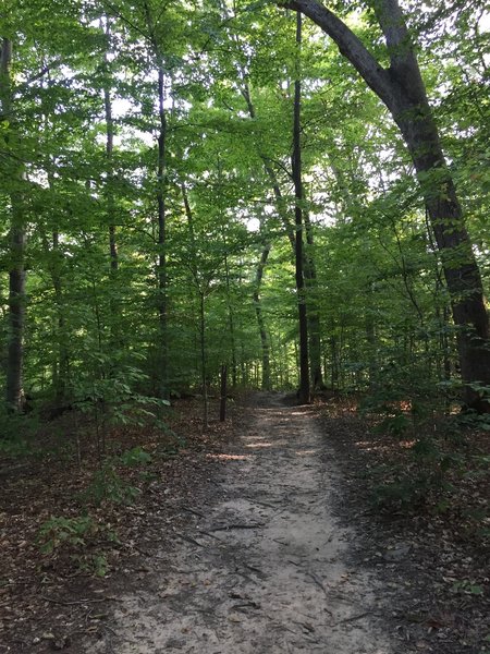 This is a photo taken from the east side of the lake, near the parking lot.  A good portion of the trail looks like this.