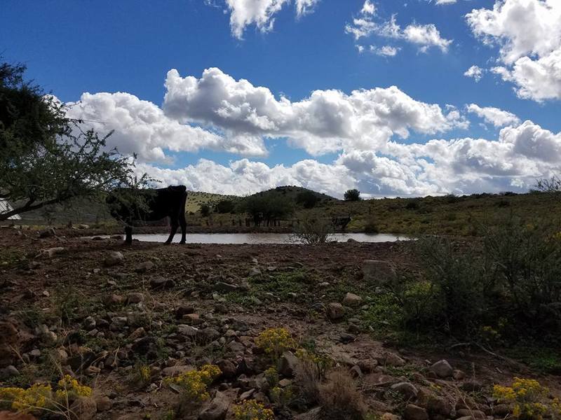 This is a cow and the pond at the beginning of the trail.