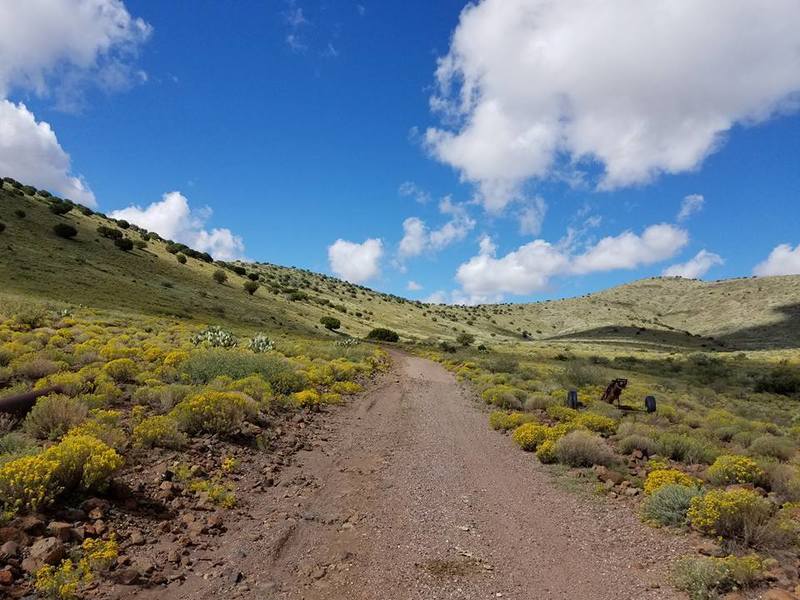 The brush and wildflowers at the first part of the trail.