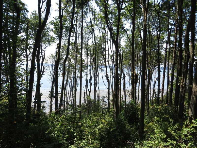 View down to the shore through the trees in Discovery Park.