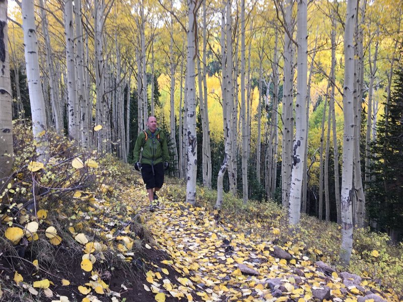 Aspens on Spring Creek Trail.