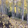 Aspens on Spring Creek Trail.