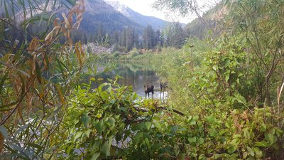 Moose can be seen in the early morning.