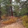 The entrance to Camp Jackson Trail off of the dirt road.