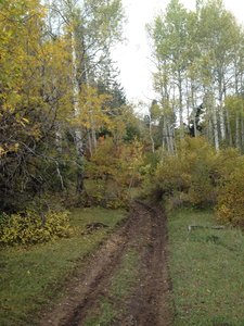 Doubletrack downhill into the aspens.