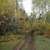 Doubletrack downhill into the aspens.