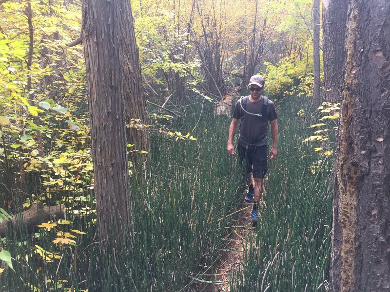 Walking through the horsetail on Hammond Canyon Trail.