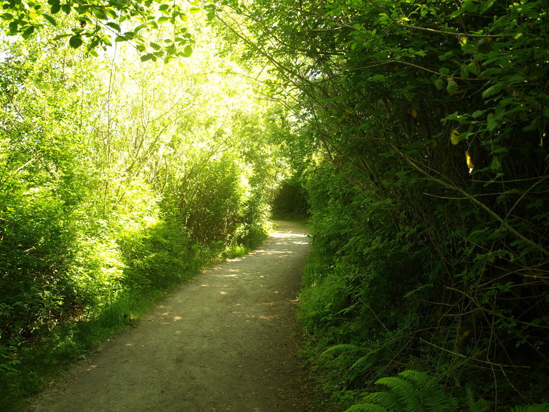 Dense brush forms a tunnel over a lower portion of the North Beach Trail.