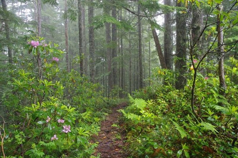 Walking through the rhododendron forest on the ridgeline of Eagle Creek Cutoff. Photo by John Sparks.