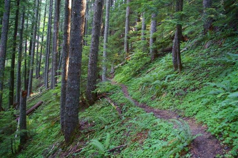 Green Canyon Trail is on steep slopes with pistol butted tree trunks. Photo by John Sparks.