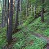 Green Canyon Trail is on steep slopes with pistol butted tree trunks. Photo by John Sparks.