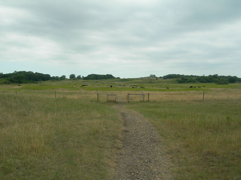 The NCT passes through an open prairie area with the swing gate taking hikers through the fence.  Notice the herd of cows?