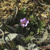 Storkbill Plants grow right alongside the trail.