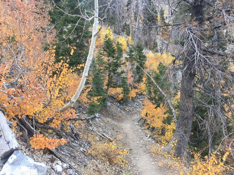 Trail through the aspens.