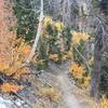 Trail through the aspens.