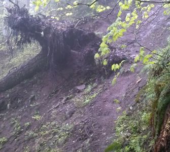 Blow down near the top of the trail near Hunchback Mountain Trail took out some of the tread. Photo by Nathan Taylor.